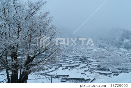 Kochi Prefecture Nishikigawa Town Snowy Ginkgo and rice terraces Kochi Prefecture Nishikigawa Town Snowy Ginkgo and rice terraces 38729003