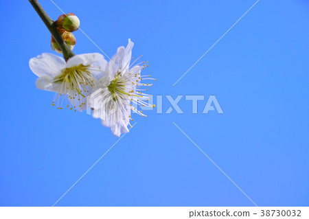 Early spring image Plum blossom 38730032