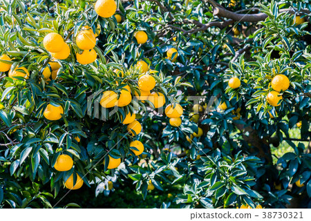 即將推出，New Summer Orange 38730321