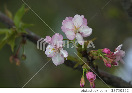 Flower, cherry blossom, flower, flower, safflower crimson, Daeyang, Fukue Park Flower, cherry blossom, flower, flower, safflower crimson, Daeyang, Fukue Park 38730332
