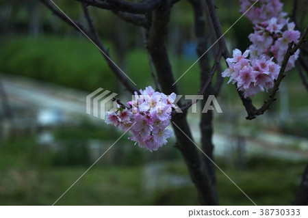 Flower, cherry blossom, flower, flower, safflower crimson, Daeyang, Fukue Park Flower, cherry blossom, flower, flower, safflower crimson, Daeyang, Fukue Park 38730333