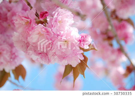 Shiogamakura Shiogamakura 38730335