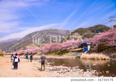 <<Shizuoka Prefecture Kawazu Town>> People who see Kawazu cherry blossoms <<Shizuoka Prefecture Kawazu Town>> People who see Kawazu cherry blossoms 38730579