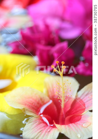 Hibiscus 38730705