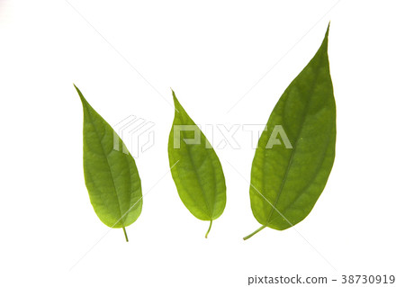 leaves,foliage,leaf leaves,foliage,leaf 38730919