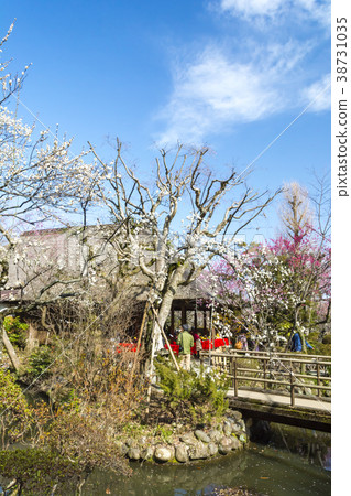 Plum garden of plum festival 38731035