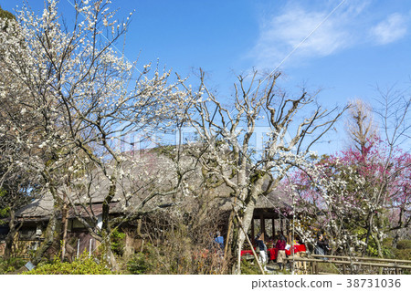 李子節梅花園 38731036