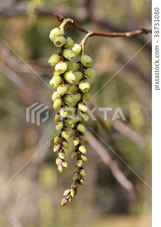 Hachijoukibushi_雄花序 38731080