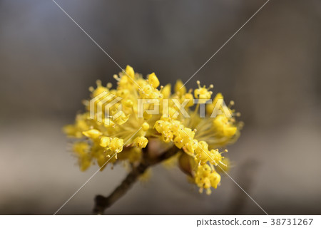 山茱萸 山茱萸 38731267