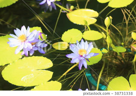 Water lily flower nympha gigantia 38731338