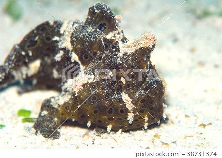 Flying frog Flying frog 38731374