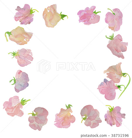 sweet pea, lathyrus, flower 38731596