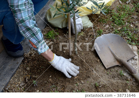 Planting trees 38731646