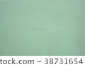Mosquito floating in the Dead Sea 38731654