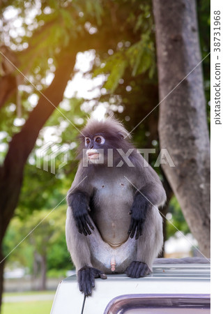 Portrait of Dusky leaf monkey in national park Portrait of Dusky leaf monkey in national park 38731968