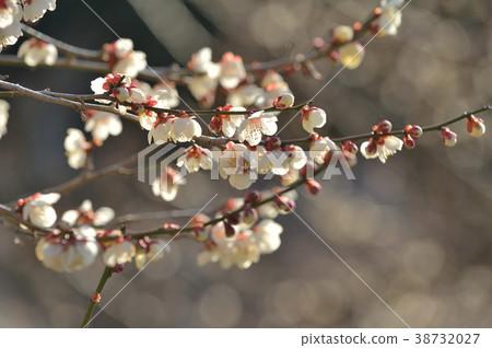 Hakuume梅花 Hakuume梅花 38732027