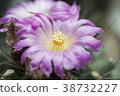 Cactus blooming focus on pollen. 38732227
