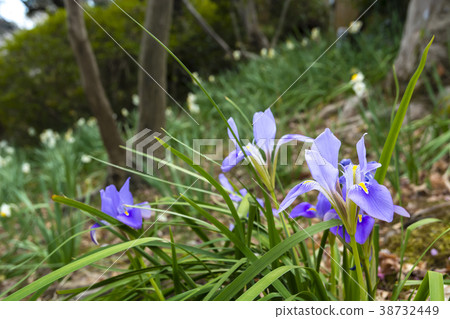 Cold blooming iris Cold blooming iris 38732449
