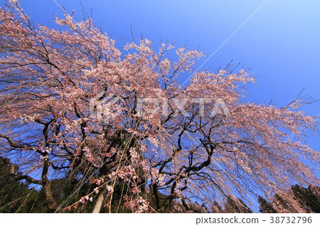 在高知縣娘川川町垂枝櫻花 38732796