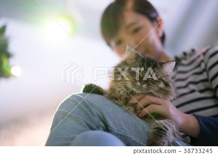 貓動物療法波斯語 貓動物療法波斯語 38733245