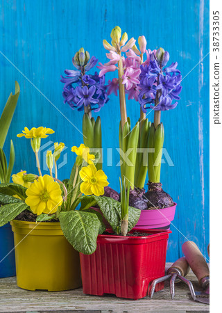 various spring flowers 38733305