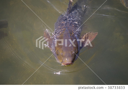 一條鯉魚 38733833
