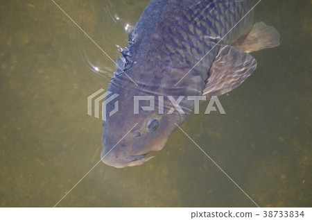 一條鯉魚 38733834
