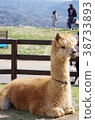 Alpaca ranch 38733893