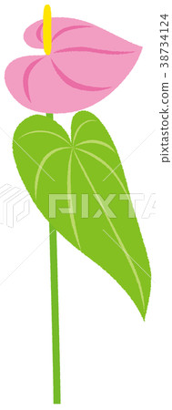 Houseplant anthurium pink 38734124