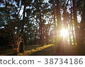 Forest 38734186