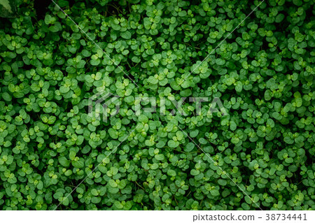 Green Leaves Of Soleirolia Soleirolii In Botanical 38734441