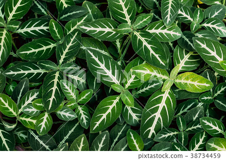 Green Leaves Of Dieffenbachia Oerstedii In Green Leaves Of Dieffenbachia Oerstedii In 38734459