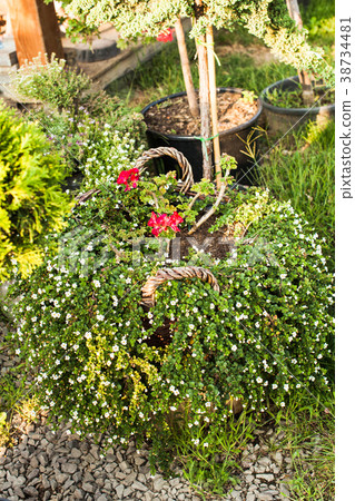 Composition from plants 38734481