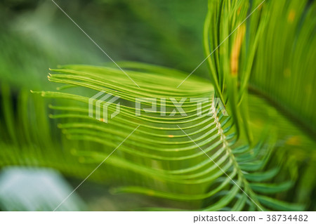 Green Leaves Of Cycas Revoluta In Botanical Garden 38734482