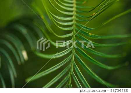 Green Leaves Of Cycas Revoluta In Botanical Garden 38734488