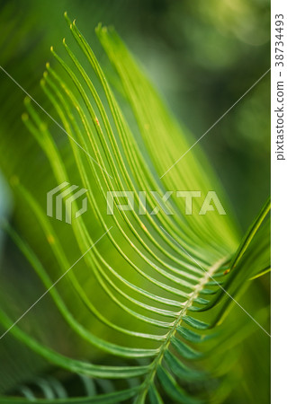 Green Leaves Of Cycas Revoluta In Botanical Garden Green Leaves Of Cycas Revoluta In Botanical Garden 38734493