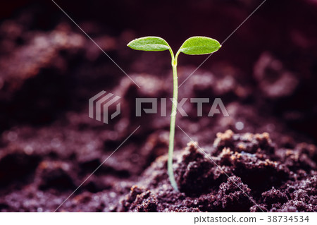 Growing Green Sprout From Soil In Spring 38734534