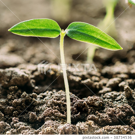 Green Sprout With Leaf, Leaves Growing. Spring Green Sprout With Leaf, Leaves Growing. Spring 38734536