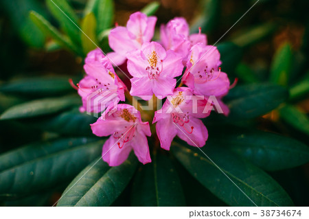 Blooming Pink Flowers of Rhododendron smirnowii Blooming Pink Flowers of Rhododendron smirnowii 38734674
