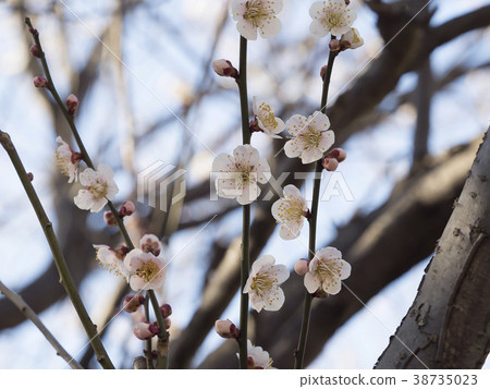 White plum · cheese 38735023