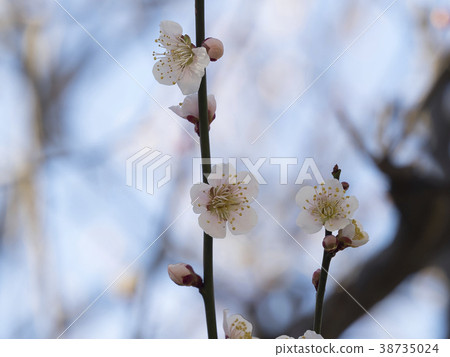 White plum · cheese White plum · cheese 38735024
