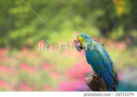 maccaw bird with nature bokeh abstract maccaw bird with nature bokeh abstract 38735274