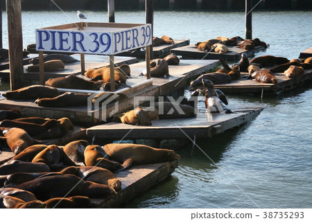 Sea Lions at Pier 39, San Franscisco 38735293