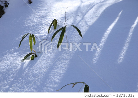 Mt. Kongosan's snow and mulberry leaves 38735332