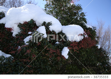 Mt. Kongo的雪 38735333