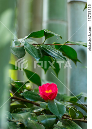 Camellia 1 38735816