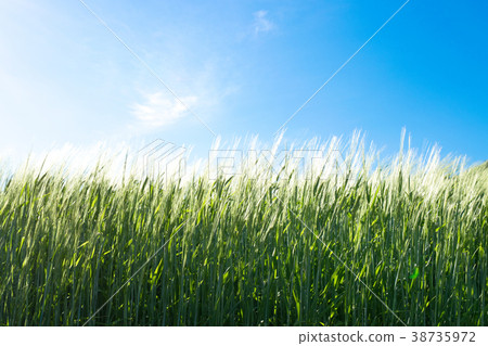 在風麥田小山Minamifurano的麥子秸杆 在風麥田小山Minamifurano的麥子秸杆 38735972