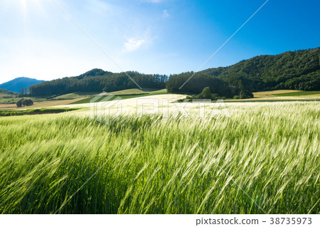 在風麥田小山Minamifurano的麥子秸杆 38735973