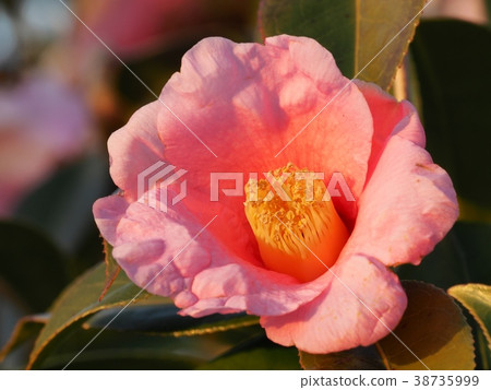 Yurakuzushi camellia flower 38735999