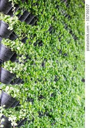 Dave's tree in the wall Hanging plastic pots Dave's tree in the wall Hanging plastic pots 38736037